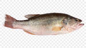 Frozen Croaker Fish